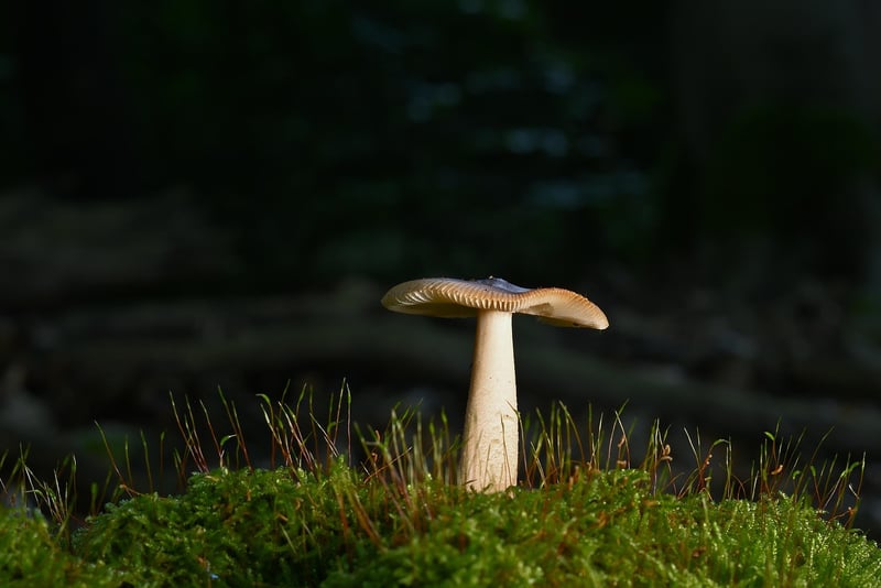 Forest Walk